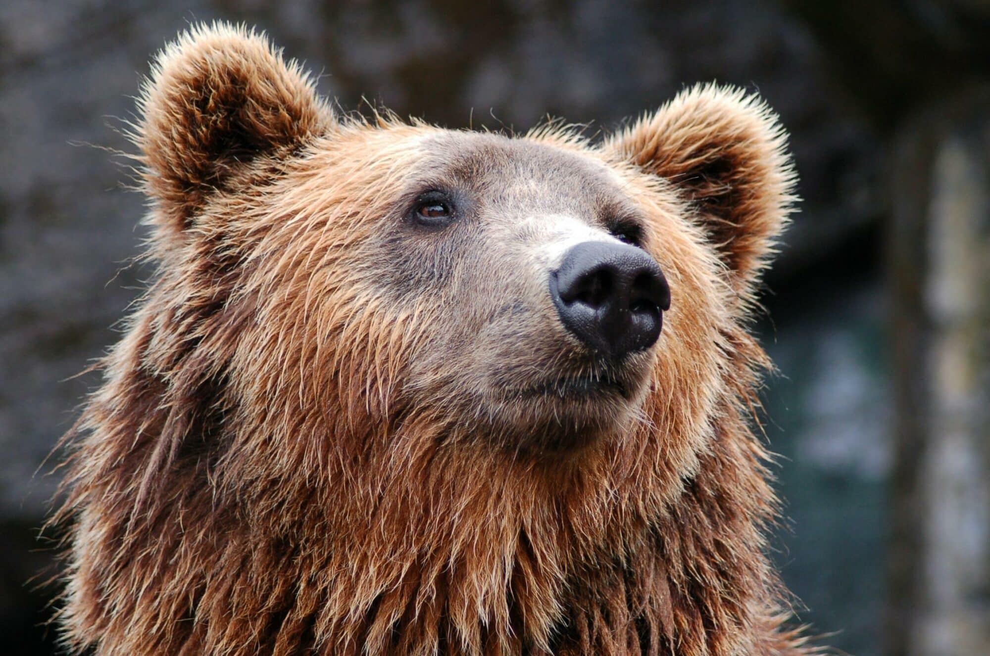 Bear Markets: 6 Things That You Need To Know